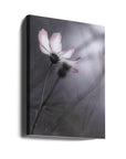 Canvas - Cosmos - Admen.dk