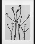Poster - Cornus Florida
