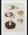 Poster - Common Meadow Mushroom, Agaricus Campestris Standing