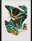 Poster - Butterflies 3
