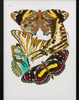 Poster - Butterflies 10