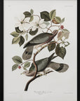 Poster - Brand Tailed Pigeon From Birds Of America (1827)