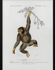 Plakat - Chimpangze - Admen.dk