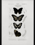 Poster - Collection of Butterflies 01