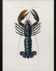Poster - Crimson Crawfish