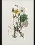 Poster - Coltsfoot (tussilago Farfara) Medical Botany