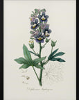 Poster - Delphinum Staphisagria Medical Botany