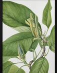 Plakat - Cucumbertree 1922 - Admen.dk