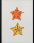 Poster - Carved Asterias