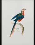 Plakat - Curve Billed Cuckoo - Admen.dk