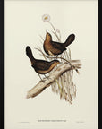 Poster - Downy Pycnoptilus