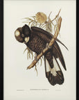 Poster - Baudin's Cockatoo