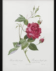 Plakat - Blood Red Bengal Rose, Les Roses (1817–1824) - Admen.dk