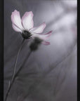 Poster - Cosmos