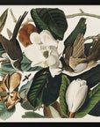 Poster - Black Billed Cuckoo From Birds of America (1827)