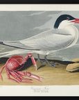 Poster - Cayenne Tern From Birds of America (1827)