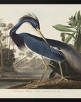 Poster - Louisiana Heron From Birds of America (1827)