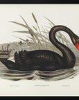 Plakat - Black Swan - Admen.dk