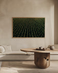 Plakat - Corn Fields 03 - Admen.dk