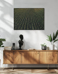 Plakat - Corn Fields 03 - Admen.dk