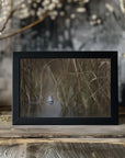 Plakat - Two frogs