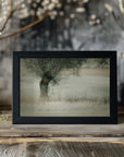 Plakat - Willow