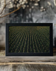 Plakat - Corn Fields 03 - Admen.dk