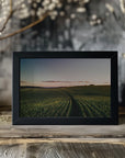 Plakat - Corn Fields 04 - Admen.dk