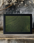Plakat - Corn Fields 01 - Admen.dk