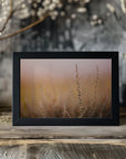 Plakat - Morning Grass Fileld 01 - Admen.dk