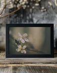 Plakat - White Flowers 6 - Admen.dk