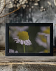 Plakat - Summer Flowers 7 - Admen.dk