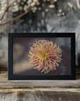 Plakat - Summer Flowers 79 - Admen.dk