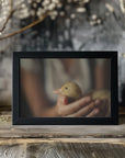 Plakat - Save the Duck - Admen.dk