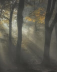 Plakat - Sunbeam