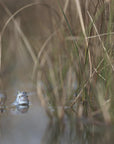 Plakat - Two frogs