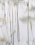 Plakat - Lily leaves
