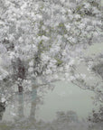 Plakat - Spring