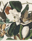 Poster - Black Billed Cuckoo From Birds of America (1827)