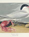 Poster - Cayenne Tern From Birds of America (1827)