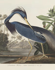 Poster - Louisiana Heron From Birds of America (1827)