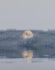 Plakat - Surreal Landscape - Admen.dk