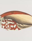 Plakat - Ethiopian Crown - Admen.dk