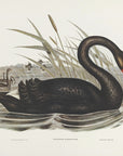 Plakat - Black Swan - Admen.dk