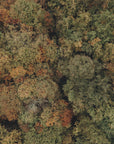 Plakat - Autumn Forest 10 - Admen.dk