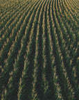 Plakat - Corn Fields 03 - Admen.dk