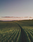 Plakat - Corn Fields 04 - Admen.dk