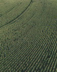 Plakat - Corn Fields 01 - Admen.dk