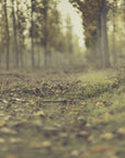 Plakat - Dreamy Forest - Admen.dk