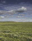 Plakat - Summer Fields 01 - Admen.dk